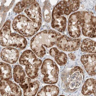 Immunohistochemistry-Paraffin: RUSC1 Antibody [NBP1-81004] - Staining of human kidney shows strong cytoplasmic positivity in cells in tubules.