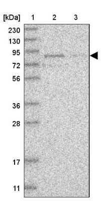 Western Blot RUSC1 Antibody