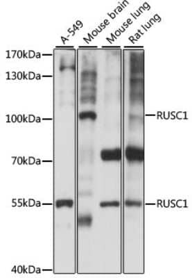 Western Blot RUSC1 Antibody - Azide and BSA Free