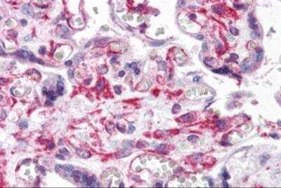 Immunohistochemistry RUSC2 Antibody - BSA Free