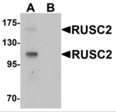 Western Blot RUSC2 Antibody - BSA Free