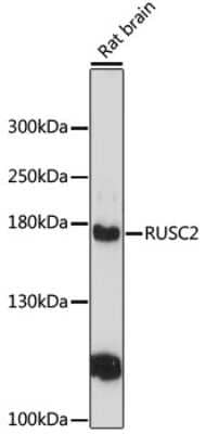 Western Blot: RUSC2 Antibody [NBP2-94148] - Analysis of extracts of rat brain, using RUSC2 .Exposure time: 90s.