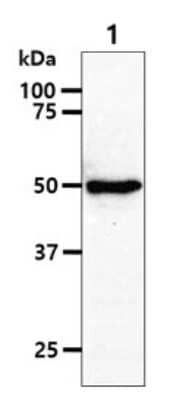 Western Blot: RUVBL1 Antibody (1D6) [NBP2-59456] - Lane 1: Raji cell lysates