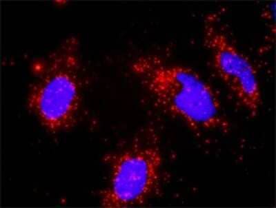 Proximity Ligation Assay: RUVBL1 Antibody (3G4-1F8) [H00008607-M01] - Analysis of protein-protein interactions between MAP3K7 and RUVBL1. HeLa cells were stained with anti-MAP3K7 rabbit purified polyclonal 1:1200 and anti-RUVBL1 mouse monoclonal antibody 1:50. Each red dot represents the detection of protein-protein interaction complex, and nuclei were counterstained with DAPI (blue).