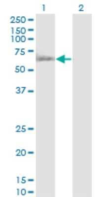 Western Blot: RUVBL1 Antibody (3G4-1F8) [H00008607-M01] - Analysis of RUVBL1 expression in transfected 293T cell line by RUVBL1 monoclonal antibody (M01), clone 3G4-1F8.Lane 1: RUVBL1 transfected lysate (Predicted MW: 50.2 KDa).Lane 2: Non-transfected lysate.