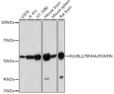 Western Blot: RUVBL1 Antibody (7Q2U8) [NBP3-16583] - Western blot analysis of extracts of various cell lines, using RUVBL1 Rabbit mAb (NBP3-16583) at 1:1000 dilution. Secondary antibody: HRP Goat Anti-Rabbit IgG (H+L) at 1:10000 dilution. Lysates/proteins: 25ug per lane. Blocking buffer: 3% nonfat dry milk in TBST. Detection: ECL Basic Kit. Exposure time: 3min.