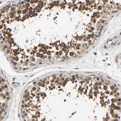 Immunohistochemistry-Paraffin: RUVBL1 Antibody [NBP1-84913] - Staining of human testis shows moderate cytoplasmic positivity in cells in seminiferous ducts.