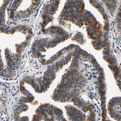 Immunohistochemistry-Paraffin: RUVBL1 Antibody [NBP1-84913] - Staining of human fallopian tube shows high expression.