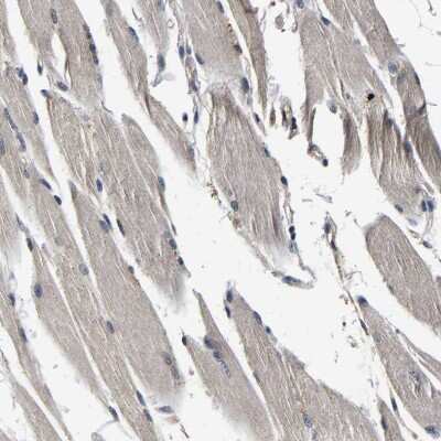 Immunohistochemistry-Paraffin: RUVBL1 Antibody [NBP1-84913] - Staining of human skeletal muscle shows low expression as expected.