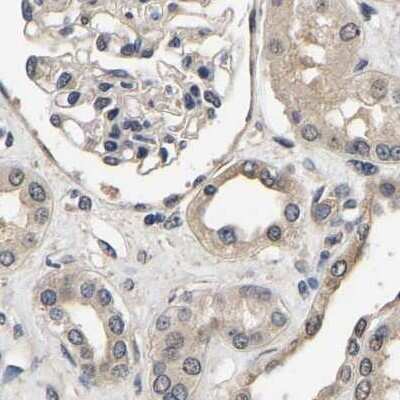 Immunohistochemistry-Paraffin: RUVBL1 Antibody [NBP1-84913] - Staining of human kidney.