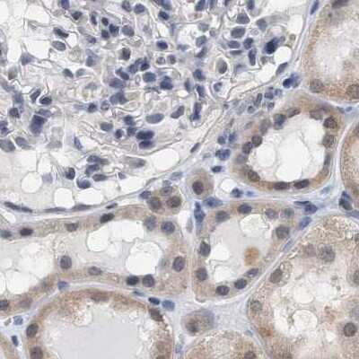 Immunohistochemistry-Paraffin: RUVBL1 Antibody [NBP1-84914] - Staining of human kidney.