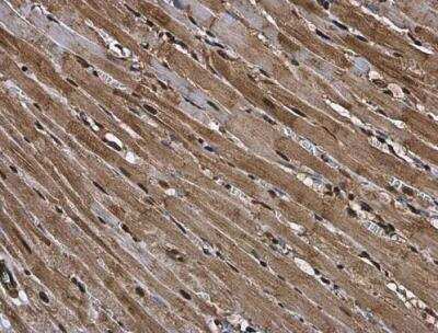 Immunohistochemistry-Paraffin: RUVBL1 Antibody [NBP2-20245] - Rat heart. RUVBL1 antibody diluted at 1:500. Antigen Retrieval: Citrate buffer, pH 6.0, 15 min.