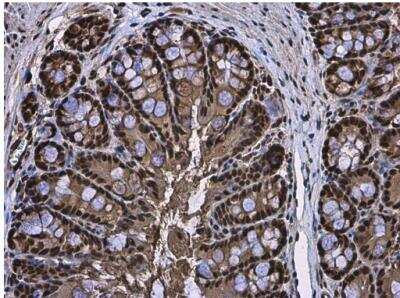 Immunohistochemistry-Paraffin: RUVBL1 Antibody [NBP2-20245] -  Mouse colon. RUVBL1 antibody diluted at 1:500. Antigen Retrieval: Citrate buffer, pH 6.0, 15 min.