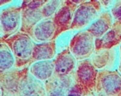 Immunohistochemistry-Paraffin: RUVBL1 Antibody [NBP2-27147] - Immunohistochemical analysis of Rvb1 in formalin-fixed, paraffin-embedded mouse testis tissue using NBP2-27147 at 5 ug/ml.