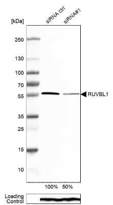 Western Blot: RUVBL1 Antibody [NBP1-84914] - Analysis in MCF-7 cells transfected with control siRNA, target specific siRNA probe #1, using Anti-RUVBL1 antibody. Remaining relative intensity is presented. Loading control: Anti-PPIB.