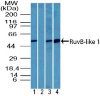 Western Blot: RUVBL1 Antibody [NBP2-27147] - analysis of Rvb1 in human testis lysate in the 1) absence and 2) presence of immunizing peptide, 3) mouse testis and 4) rat testis lysate using this antibody. I goat anti-rabbit Ig HRP secondary antibody and PicoTect ECL substrate solution were used for this test.