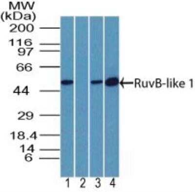 Western Blot: RUVBL1 Antibody [NBP2-27148] - Analysis of Rvb1 in human testis lysate in the 1) absence and 2) presence of immunizing peptide, 3) mouse testis and 4) rat testis lysate using this antibody. Goat anti-rabbit Ig HRP secondary antibody and PicoTect ECL substrate solution were used for this test.