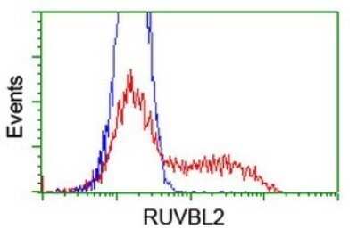 Flow Cytometry: RUVBL2 Antibody (OTI2B9) - Azide and BSA Free [NBP2-73960] - Analysis of HEK293T cells transfected with either overexpress plasmid(Red) or empty vector control plasmid(Blue) were immunostaining by RUVBL2 antibody.