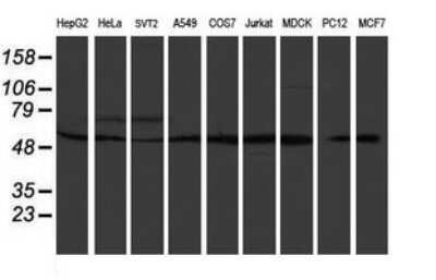 Western Blot: RUVBL2 Antibody (OTI2B9) - Azide and BSA Free [NBP2-73960] - Analysis of extracts (35ug) from 9 different cell lines (HepG2: human; HeLa: human; SVT2: mouse; A549: human; COS7: monkey; Jurkat: human; MDCK: canine; PC12: rat; MCF7: human).