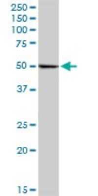 Western Blot: RUVBL2 Antibody [H00010856-B01P] - Analysis of RUVBL2 expression in HeLa.