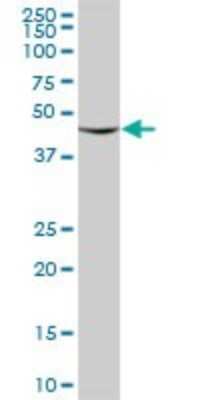 Western Blot: RUVBL2 Antibody [H00010856-B01P] - Analysis of RUVBL2 expression in human pancreas.