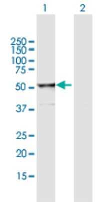 Western Blot: RUVBL2 Antibody [H00010856-B01P] - Analysis of RUVBL2 expression in transfected 293T cell line by RUVBL2 polyclonal antibody.  Lane 1: RUVBL2 transfected lysate(50.93 KDa). Lane 2: Non-transfected lysate.