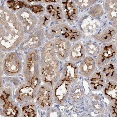 Immunohistochemistry-Paraffin: RWDD2A Antibody [NBP1-85166] - Staining of human kidney shows strong luminal membrane positivity in cells in tubules.