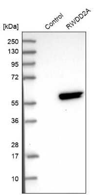 Western Blot: RWDD2A Antibody [NBP1-85166] - Analysis in control (vector only transfected HEK293T lysate) and RWDD2A over-expression lysate (Co-expressed with a C-terminal myc-DDK tag (3.1 kDa) in mammalian HEK293T cells).