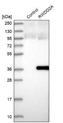 Western Blot: RWDD2A Antibody [NBP1-85167] - Analysis in control (vector only transfected HEK293T lysate) and RWDD2A over-expression lysate (Co-expressed with a C-terminal myc-DDK tag (3.1 kDa) in mammalian HEK293T cells).