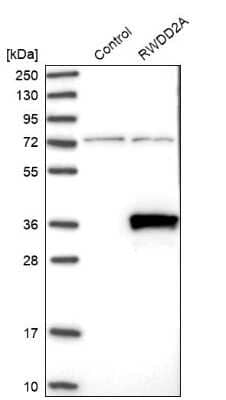 Western Blot: RWDD2A Antibody [NBP1-85168] - Analysis in control (vector only transfected HEK293T lysate) and RWDD2A over-expression lysate (Co-expressed with a C-terminal myc-DDK tag (3.1 kDa) in mammalian HEK293T cells).