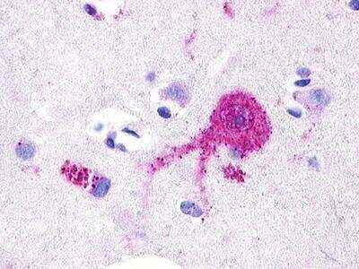 Immunohistochemistry: RXFP4/GPCR142/GPR100 Antibody [NLS552] - Analysis of anti-RXFP4 antibody with human brain, neuron.