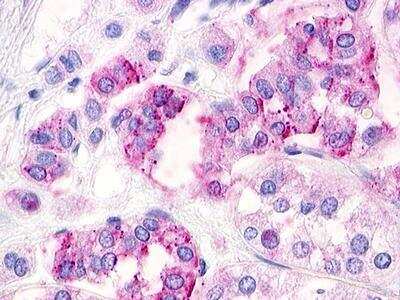 Immunohistochemistry-Paraffin: RXFP4/GPCR142/GPR100 Antibody [NLS552] - Analysis of anti-RXFP4 antibody with adrenal.