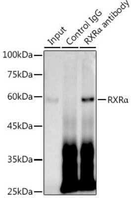 Immunoprecipitation: RXR alpha/NR2B1 Antibody (6Y10M1) [NBP3-15667] - Immunoprecipitation analysis of 300ug extracts of HepG2 cells using 3ug RXR alpha/NR2B1 antibody (NBP3-15667). Western blot was performed from the immunoprecipitate using RXR alpha/NR2B1 antibody (NBP3-15667) at a dilition of 1:1000.