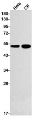 Western Blot: RXR alpha/NR2B1 Antibody (S04-6C3) [NBP3-19972] - Western blot detection of RXR alpha/NR2B1 in Hela, C6 cell lysates using NBP3-19972 (1:500 diluted). Predicted band size: 51kDa. Observed band size: 51kDa.