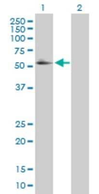 Western Blot: RXR alpha/NR2B1 Antibody [H00006256-D01P] - Analysis of RXRA expression in transfected 293T cell line by RXRA polyclonal antibody.Lane 1: RXRA transfected lysate(50.80 KDa).Lane 2: Non-transfected lysate.