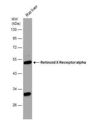 Western Blot: RXR alpha/NR2B1 Antibody [NBP2-20130] - Rat tissue extract (30 ug) was separated by 10% SDS-PAGE, and the membrane was blotted with Retinoid X Receptor alpha antibody diluted at 1:500.