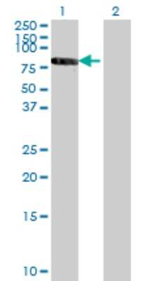 Western Blot: RXR beta/NR2B2 Antibody (3C8) [H00006257-M01] - Analysis of RXRB expression in transfected 293T cell line by RXRB monoclonal antibody (M01), clone 3C8.Lane 1: RXRB transfected lysate(56.9 KDa).Lane 2: Non-transfected lysate.