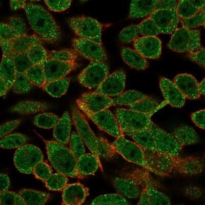 Immunocytochemistry/ Immunofluorescence RXR beta/NR2B2 Antibody (PCRP-RXRB-2B6)