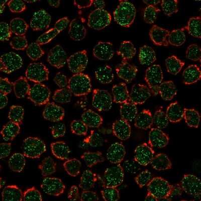 Immunocytochemistry/ Immunofluorescence RXR beta/NR2B2 Antibody (PCRP-RXRB-2B6)