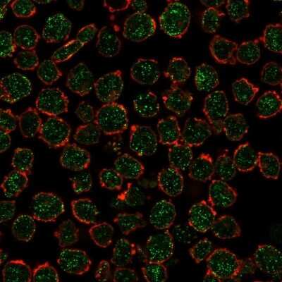 Immunocytochemistry/Immunofluorescence: RXR beta/NR2B2 Antibody (PCRP-RXRB-2B6) [NBP3-08445] - Immunofluorescence Analysis of PFA-fixed K562 cells using RXR beta/NR2B2 Mouse Monoclonal Antibody (PCRP-RXRB-2B6) followed by goat anti- Mouse IgG-CF488 (green). CF640A phalloidin (red).