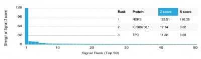 Protein Array RXR beta/NR2B2 Antibody (PCRP-RXRB-2B6)