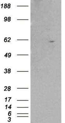 Western Blot: RXR beta/NR2B2 Antibody [NB100-1467] -  HEK293 overexpressing RXRB and probed with (mock transfection in first lane).