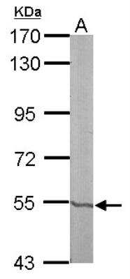 Western Blot: RXR beta/NR2B2 Antibody [NBP1-33543] - Sample (50 ug of whole cell lysate) A: mouse liver 7. 5% SDS PAGE, antibody diluted at 1:2000.