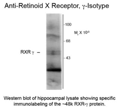 Western Blot: RXR gamma/NR2B3 Antibody (1373) [NB200-321]