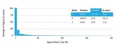 Protein Array: RXR gamma/NR2B3 Antibody (PCRP-RXRG-5G6) [NBP3-13766] - Analysis of Protein Array containing more than 19,000 full-length human proteins using RXR gamma/NR2B3 Antibody (PCRP-RXRG-5G6).