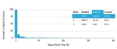 Protein Array RXR gamma/NR2B3 Antibody (PCRP-RXRG-5H4) - Azide and BSA Free