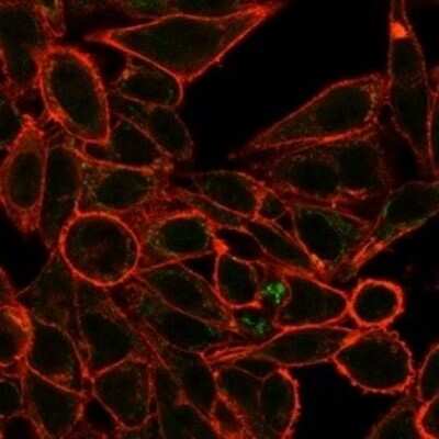 Immunocytochemistry/ Immunofluorescence RXR gamma/NR2B3 Antibody (PCRP-RXRG-5H4)