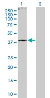 Western Blot: RXR gamma/NR2B3 Antibody [H00006258-D01P] - Analysis of RXRG expression in transfected 293T cell line by RXRG polyclonal antibody.Lane 1: RXRG transfected lysate(50.90 KDa).Lane 2: Non-transfected lysate.