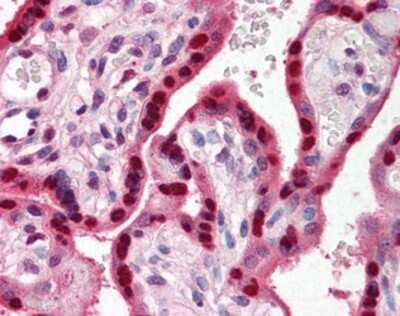 Immunohistochemistry-Paraffin: RYBP/DEDAF Antibody [NBP1-03095] - Staining of human placenta. Immunohistochemistry of formalin-fixed, paraffin-embedded tissue after heat-induced antigen retrieval. Antibody concentration 5 ug/ml.