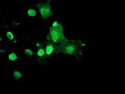 Immunocytochemistry/Immunofluorescence: RYBP/DEDAF Antibody (OTI1B2) - Azide and BSA Free [NBP2-73961] - Staining of COS7 cells transiently transfected by pCMV6-ENTRY RYBP/DEDAF.